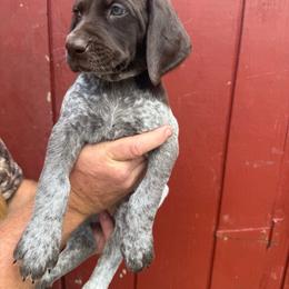 Fia - Liver and white female German Shorthaired Pointer puppy in Charlton, Massachusetts from Cuilean farm and kennel