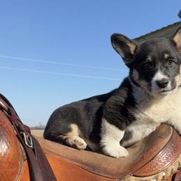 Pembroke Welsh Corgi Puppies from Maria's Pembroke Welsh Corgis