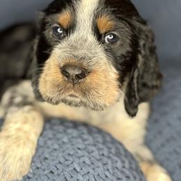 THUNDER - Tri-Roan male English Springer Spaniel puppy in Billings, Montana from M&M Fuzzy Bottom Friends