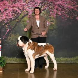 Saint Bernard All Grown Up from Southern Giants