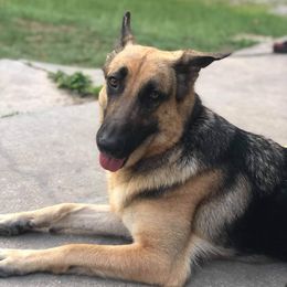 Zari - German Shepherd