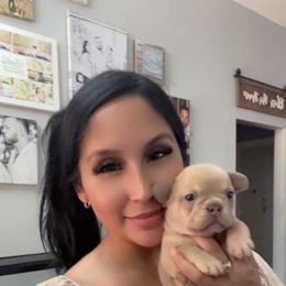 French Bulldog Puppies from Avelar’s Top Shelf Frenchies