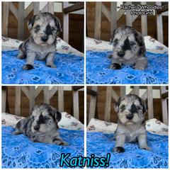 Mat is - Merle female Whoodle puppy in Gladewater, Texas from Kalin’s K9s