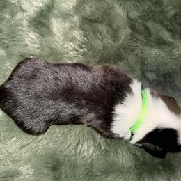 Cupid - Black and tan male Pembroke Welsh Corgi puppy in Derby, Iowa from Newton Hay & Cattle