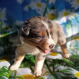 Liberty (blue merle) - Blue merle female Australian Shepherd puppy in Okeechobee, Florida from Rothsolid Puppies