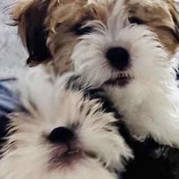 Assorted Doodle Crosses, Bernedoodles, Bulldogs, and Mal-Shis from Millennium Farms
