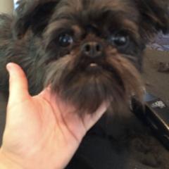 Bernese Mountain Dog and Brussels Griffon Puppies from Brooks Berner Bears