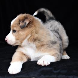 Border Collie Puppies from C Bar C Ranch