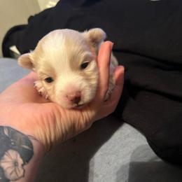 Lucas - White male Pomsky puppy in Oak Harbor, Washington from Island Pomskies