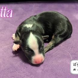 Isetta - Black tri female Toy Australian Shepherd puppy in Mountain Home, Idaho from LJK Boxers & Toy Aussies