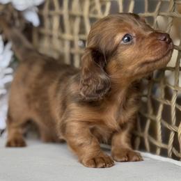 Porter - Dapple male Dachshund puppy in Bentonville, Arkansas from Boujee Buns Dachshunds
