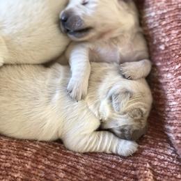 Golden Retriever Puppies from Brightside Goldens