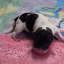 Ruthye - Parti female Miniature Schnauzer puppy in Elgin, Iowa from Firefly Stables