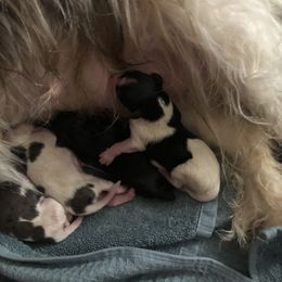 Yorkshire Terrier Puppies from MCM Acres