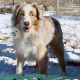 Maple - Australian Shepherd