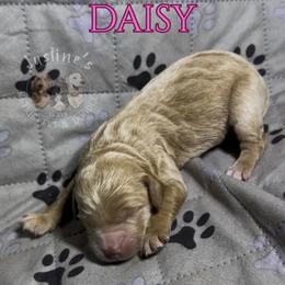 Daisy - Red  female Goldendoodle puppy in Sterling, Connecticut from Justine’s Retrievers and Doodles