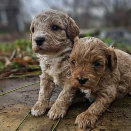Miles - Brown male Cavapoo puppy in Piedmont, Oklahoma from Perdue Puppies