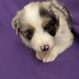 Ryan - Blue merle male Australian Shepherd puppy in Hammond, Louisiana from Gold Ring Australian Shepherds