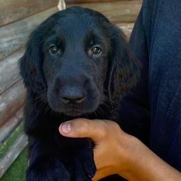 Kennedy - Black male Flat-Coated Retriever puppy in Park Rapids, Minnesota from Catori