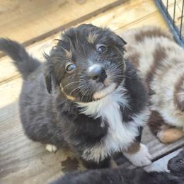 MINNIE Black tri (with tail) - Black tri-color female Australian Shepherd puppy in Rainsville, Alabama from Chaparro Farm Aussies