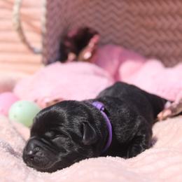 Tammy - Black female Labrador Retriever puppy in Petersburg, Kentucky from Mahan Labs