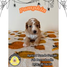 Pumpkin - Red female Bernedoodle puppy in High Point, North Carolina from Kingsfield Doodles