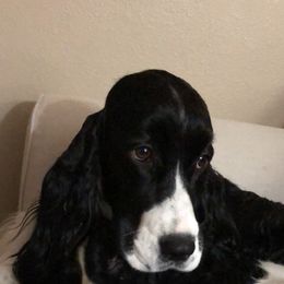 English Springer Spaniel All Grown Up from Tandem English Springer Spaniels