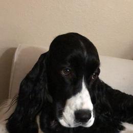 English Springer Spaniel All Grown Up from Tandem English Springer Spaniels