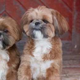 Shih Tzus from Patchwork Pups