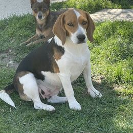 Parsley - Beagle