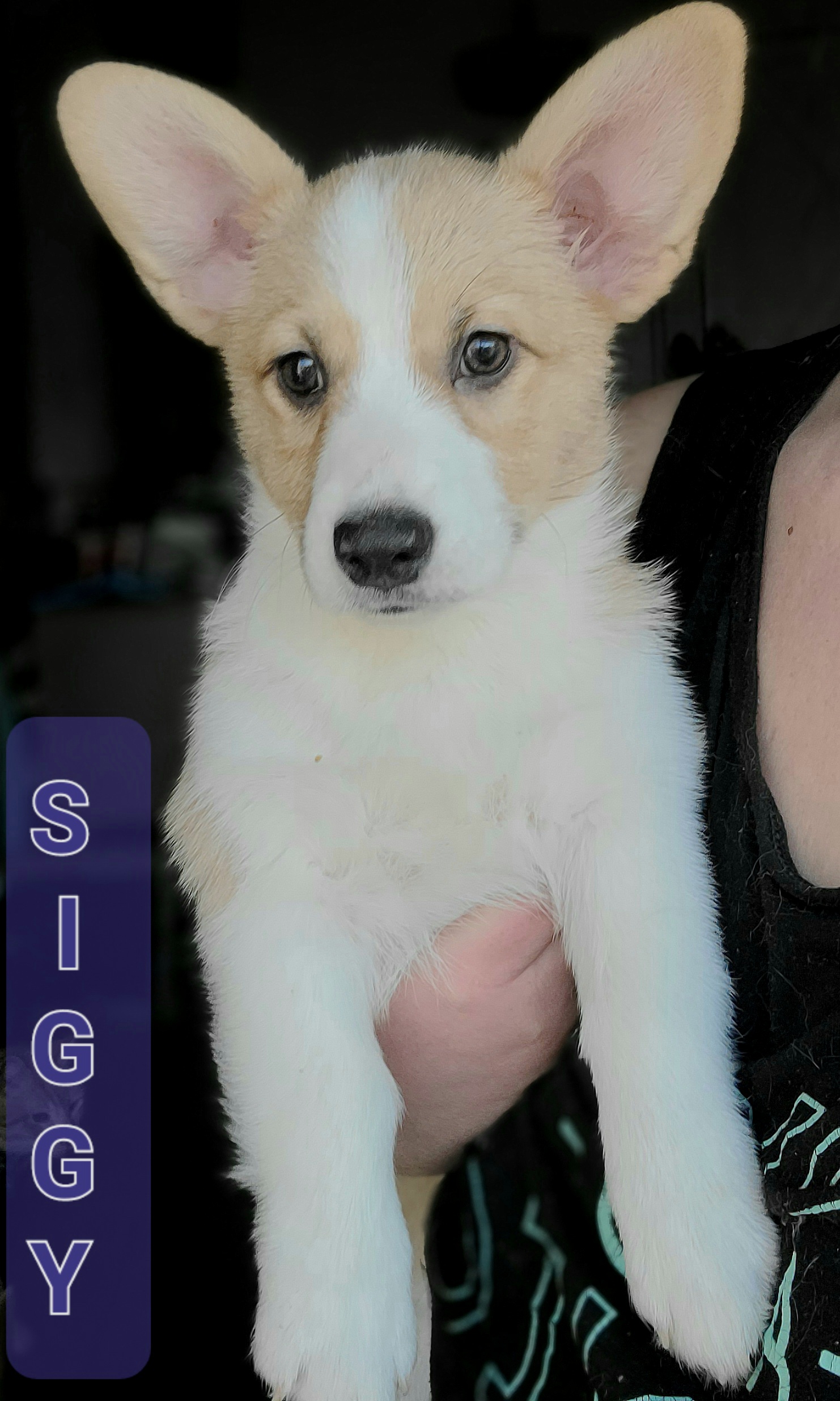 Girl 1 - Pembroke Welsh Corgi puppy in Bates City, Missouri from Penny Lane Corgis