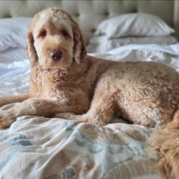 Ledger - Goldendoodle