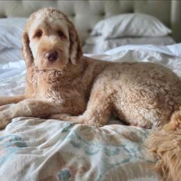 Ledger - Goldendoodle