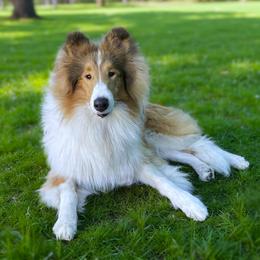 Maggie - Sable and white female Collie puppy in Venice, Florida from SUNCREST COLLIES