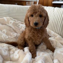 Denim - Cream male Goldendoodle puppy in Payson, Utah from Country Sky Doodles