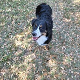 Tia - Miniature Australian Shepherd