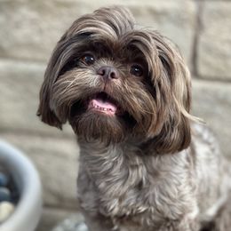Chanel - Shih Tzu