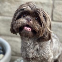 Chanel - Shih Tzu
