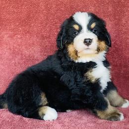 Pink Collar Female - Black rust and white female Bernese Mountain Dog puppy in Bristol, Tennessee from Holston Hollow Farm