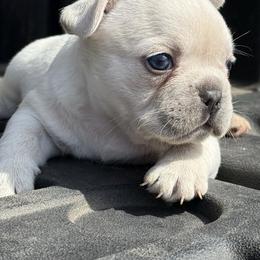 Cream boy - Cream male French Bulldog puppy in Brooksville, Florida from Post Farm Rottweilers & French Bulldogs