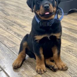 Border Collie and Rottweiler Puppies from K&R RANCH KENNELS