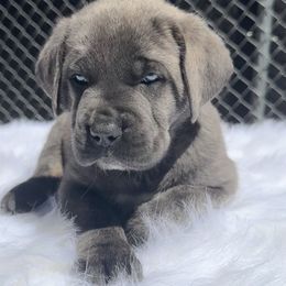 Turquoise - Gray brindle female Cane Corso puppy in Pollock Pines, California from Capitol City Cane Corso