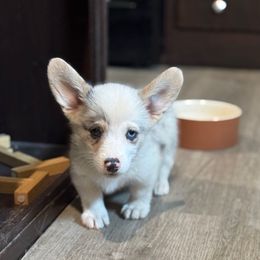 Popcorn - Blue merle and white male American Corgi puppy in Paradise, Texas from Bar S Corgis