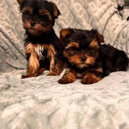 Love - Black and tan male Yorkshire Terrier puppy in Newark, Delaware from Christie’s Yorkie Angel’s