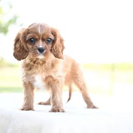Titan - Ruby male Cavalier King Charles Spaniel puppy in Lawton, Oklahoma from Lindsey’s Cavies