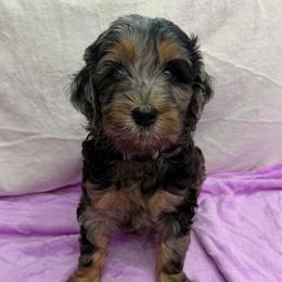 Rosita - Merle female Goldendoodle puppy in Spokane, Washington from Goldendoodles on the Prairie