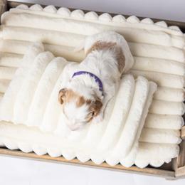 Cavapoo Puppies from North Ranch Doodles