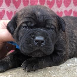 Blue Collar Boy - Cane Corso puppy in Jeffersonville, Kentucky from K9 Guardian Cane Corso