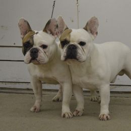 American Bulldog and French Bulldog All Grown Up from EliAna Kennels