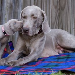 Weimaraners from Firemark Weimaraners